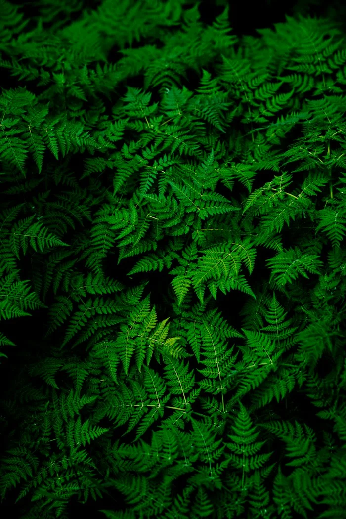 A botanical daydream inspiration preview